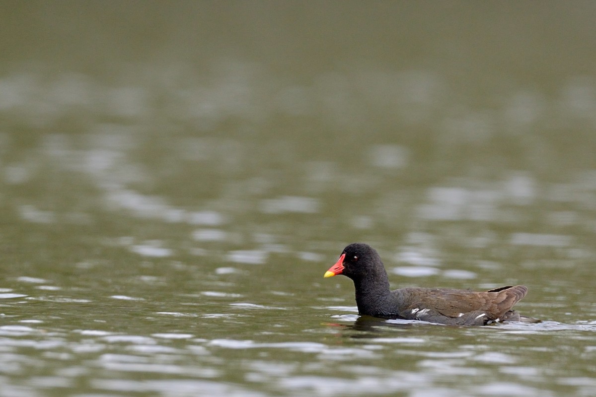 Eurasian Moorhen - ML143669491