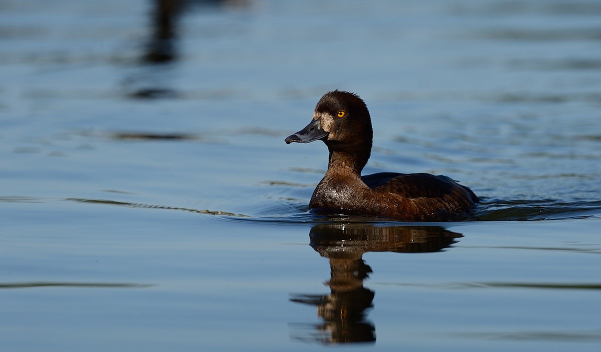 Tufted Duck - ML143669791