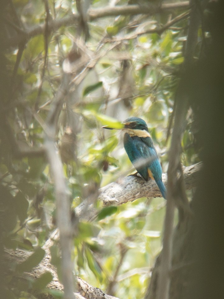 Sacred Kingfisher (Australasian) - Wich’yanan Limparungpatthanakij