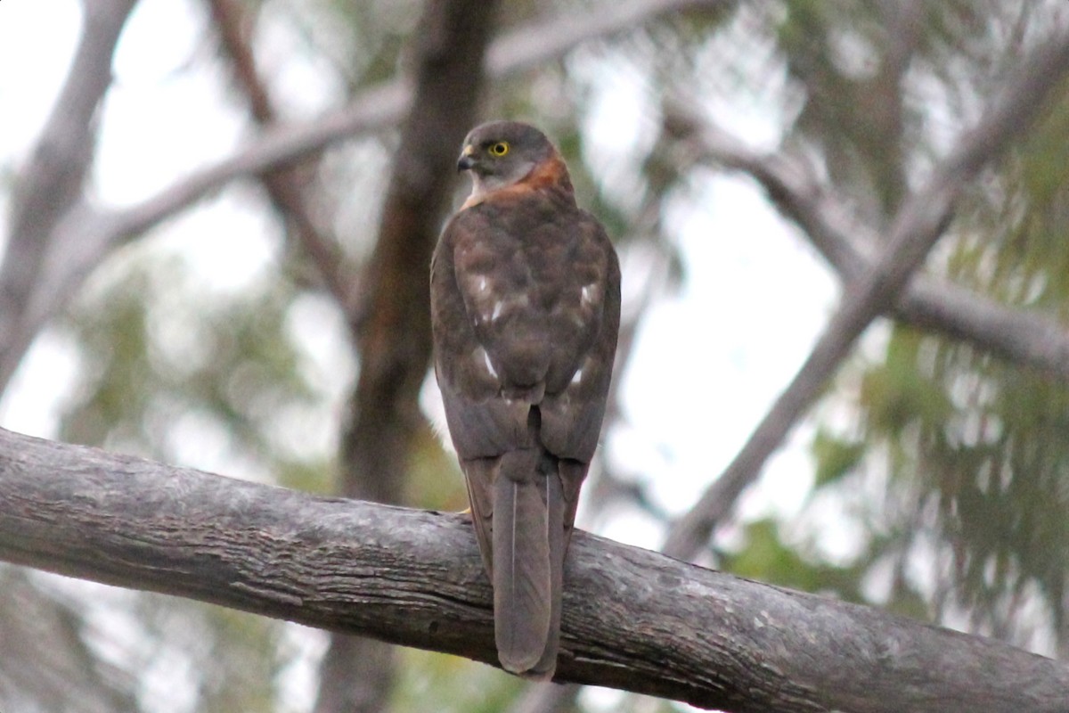 Collared Sparrowhawk - ML143671071