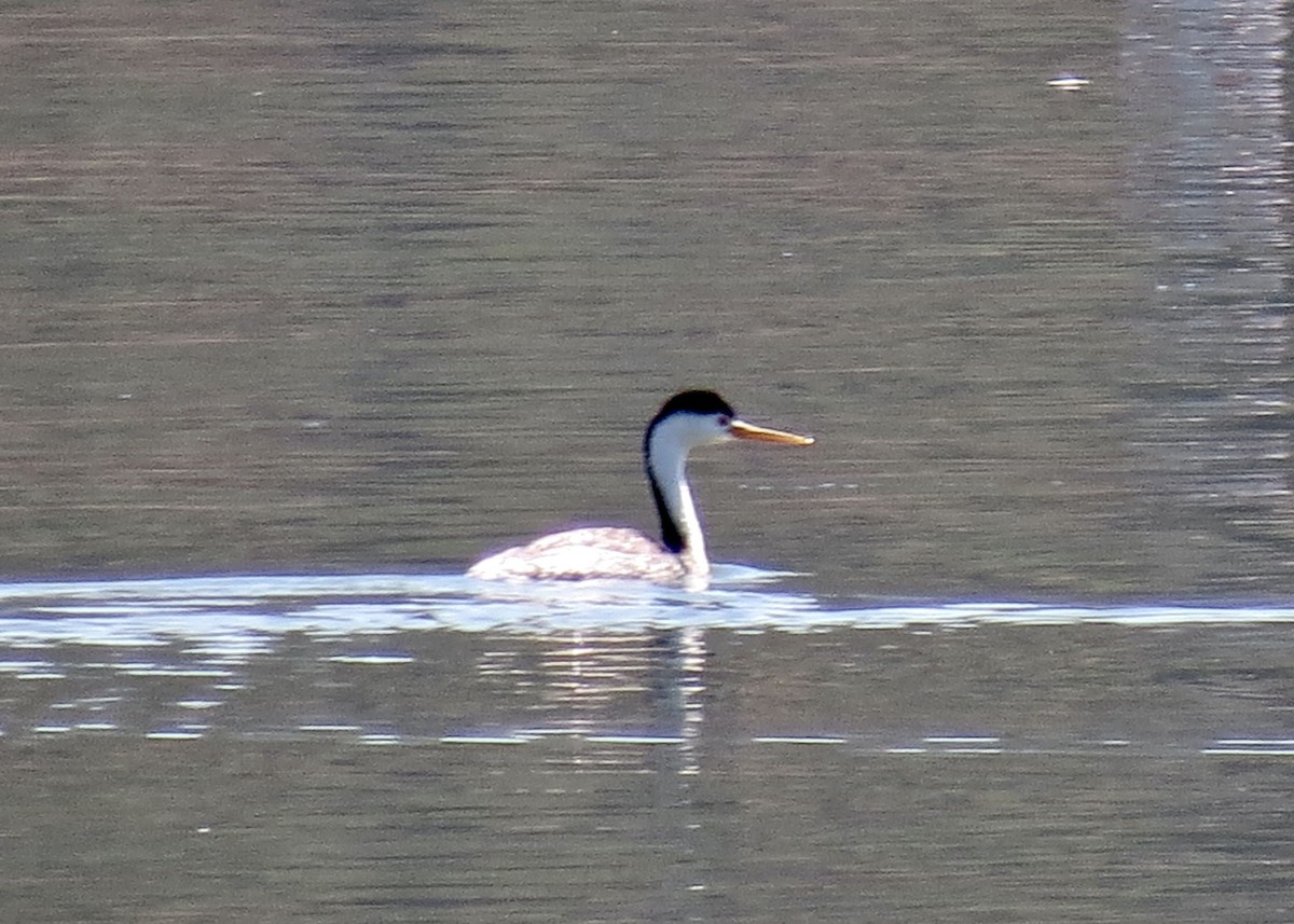 Clark's Grebe - ML143671341