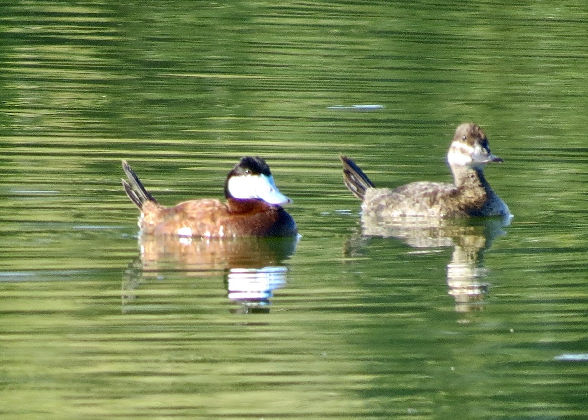 Ruddy Duck - ML143671771