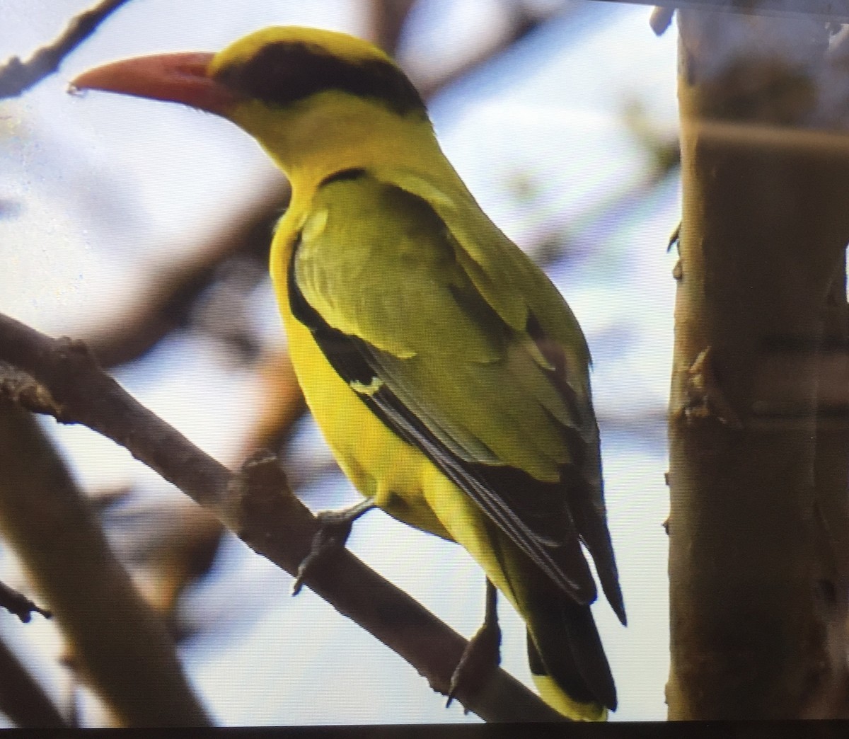 Black-naped Oriole - ML143673901