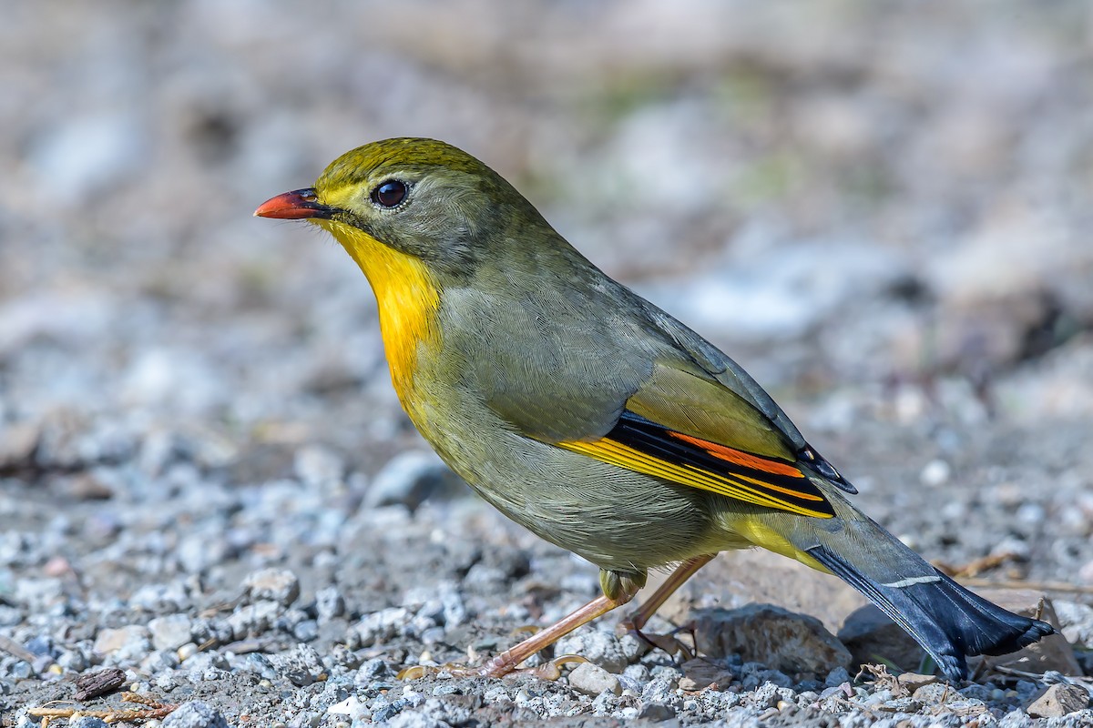 Red-billed Leiothrix - Nitin Chandra
