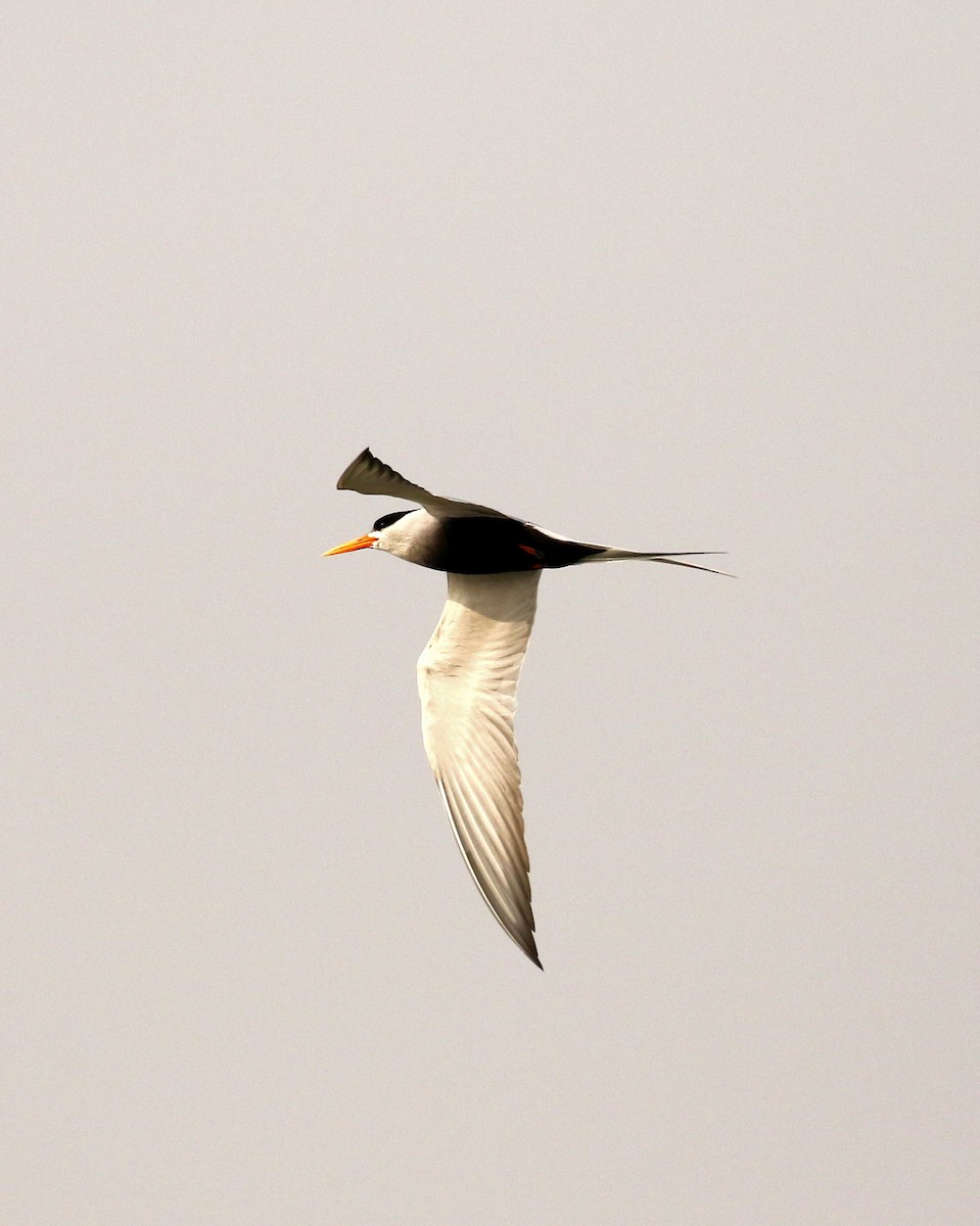 Black-bellied Tern - ML143675631