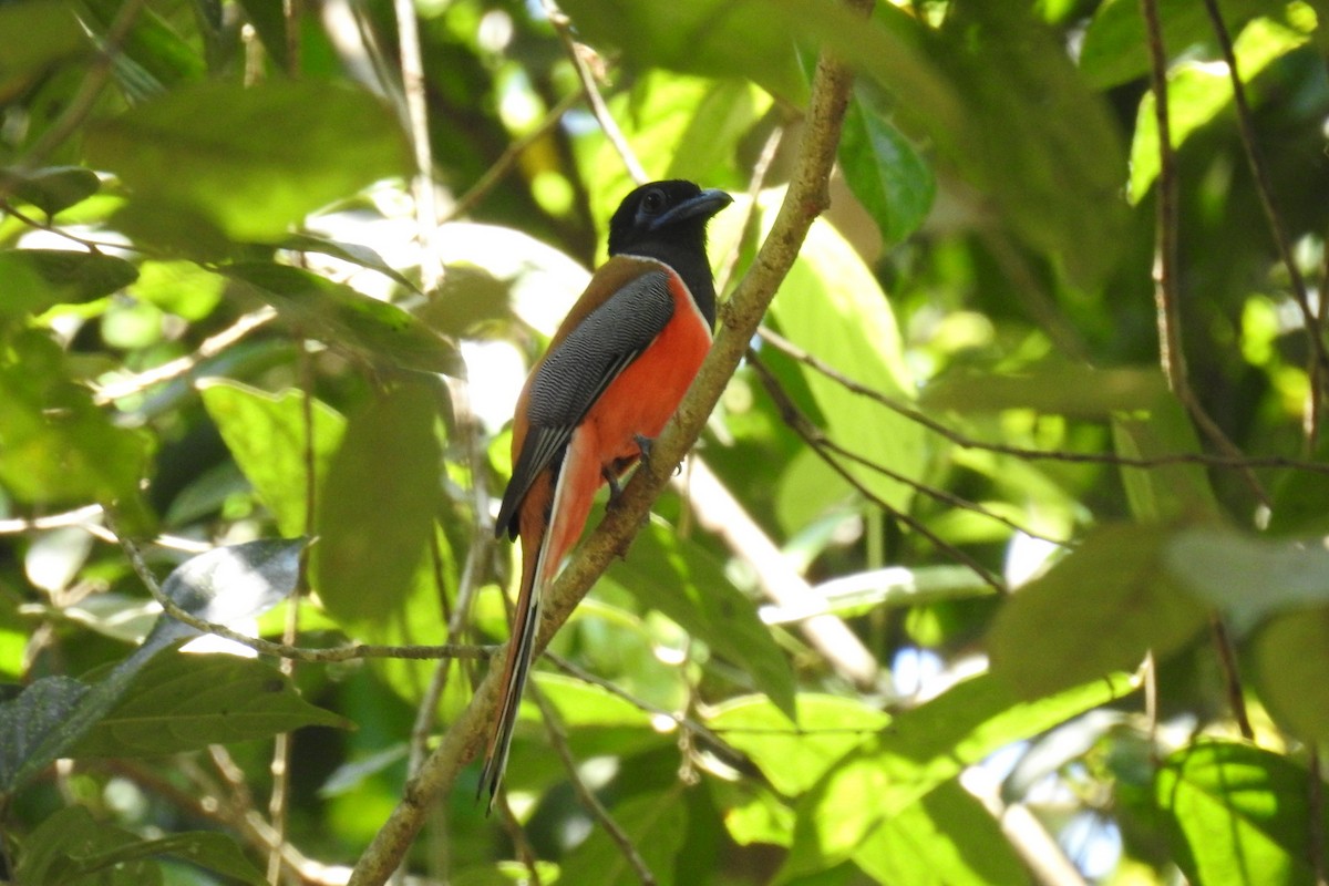 Malabar Trogon - Shwetha Bharathi