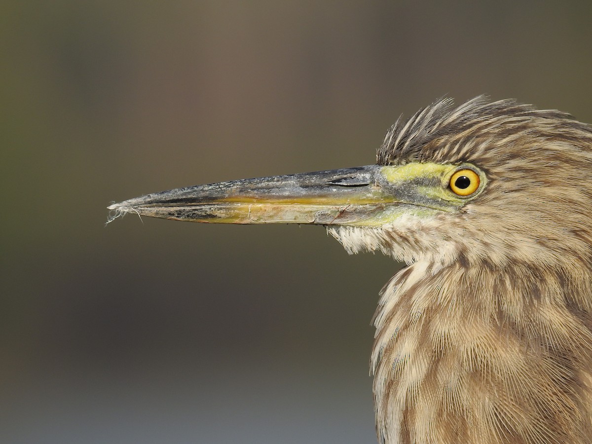 Indian Pond-Heron - Afsar Nayakkan