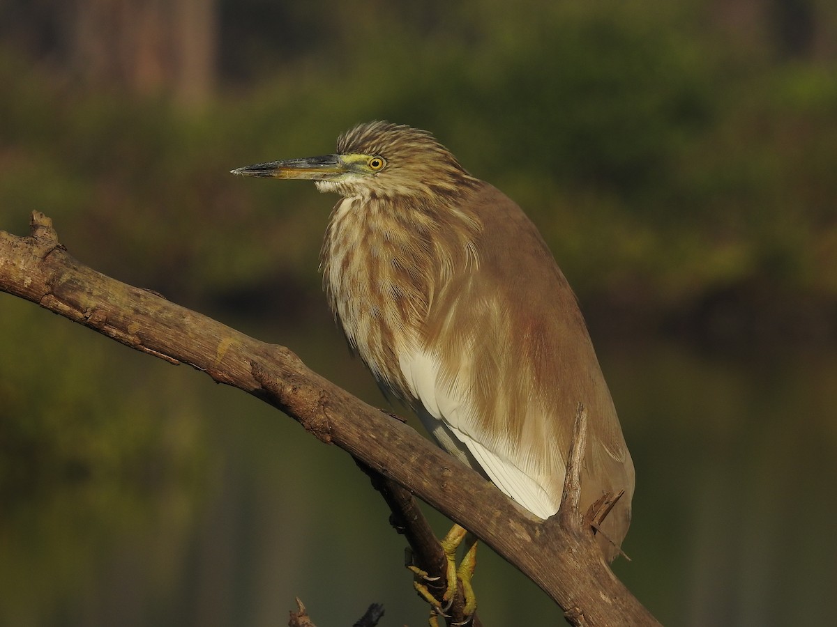 Indian Pond-Heron - Afsar Nayakkan