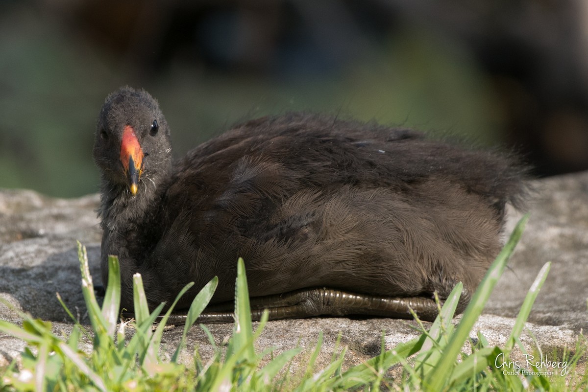 Dusky Moorhen - Chris Rehberg  | Sydney Birding