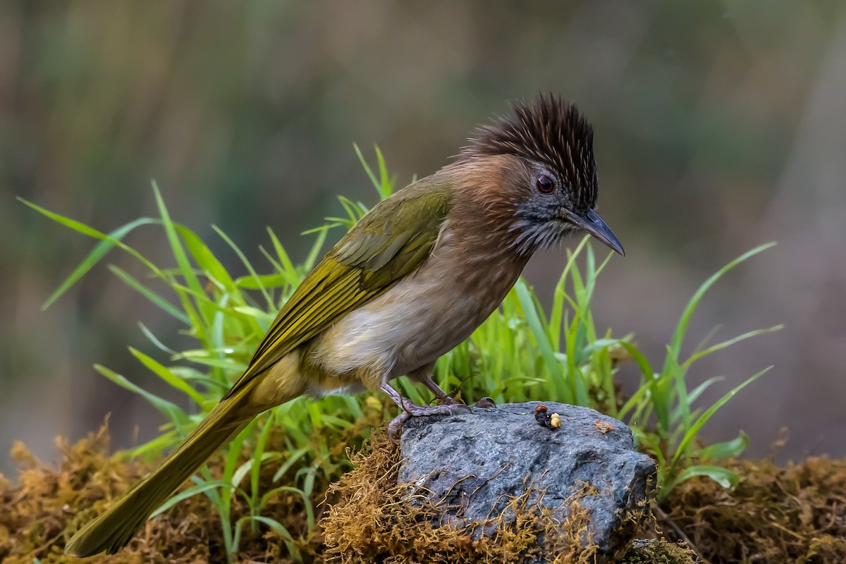 Mountain Bulbul - Nitin Chandra