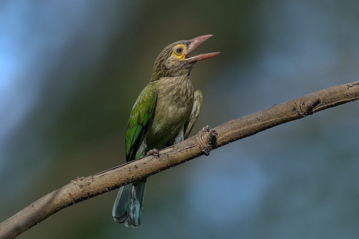 Brown-headed Barbet - Nitin Chandra