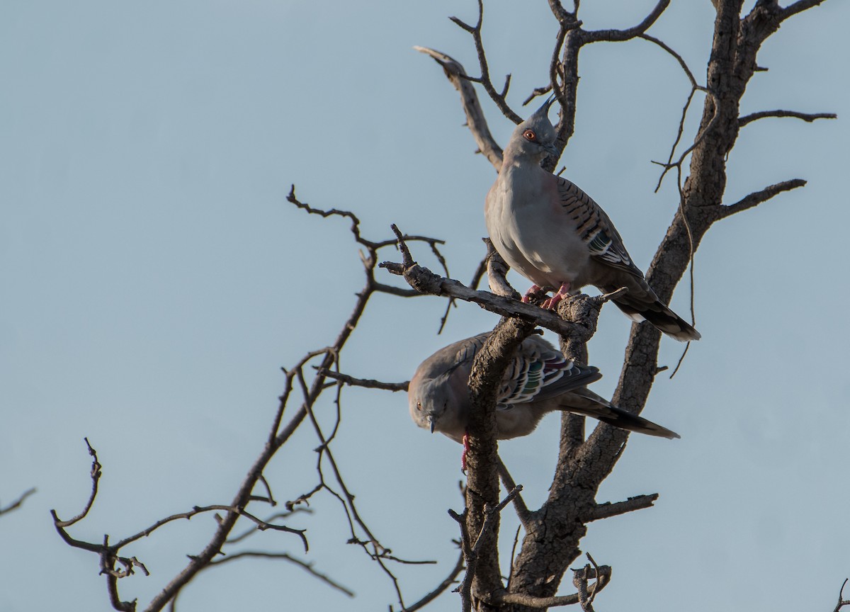 Crested Pigeon - ML143678621
