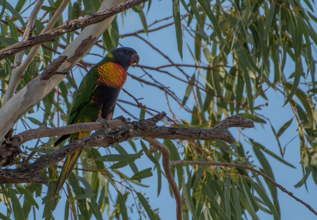 Rainbow Lorikeet - ML143678721