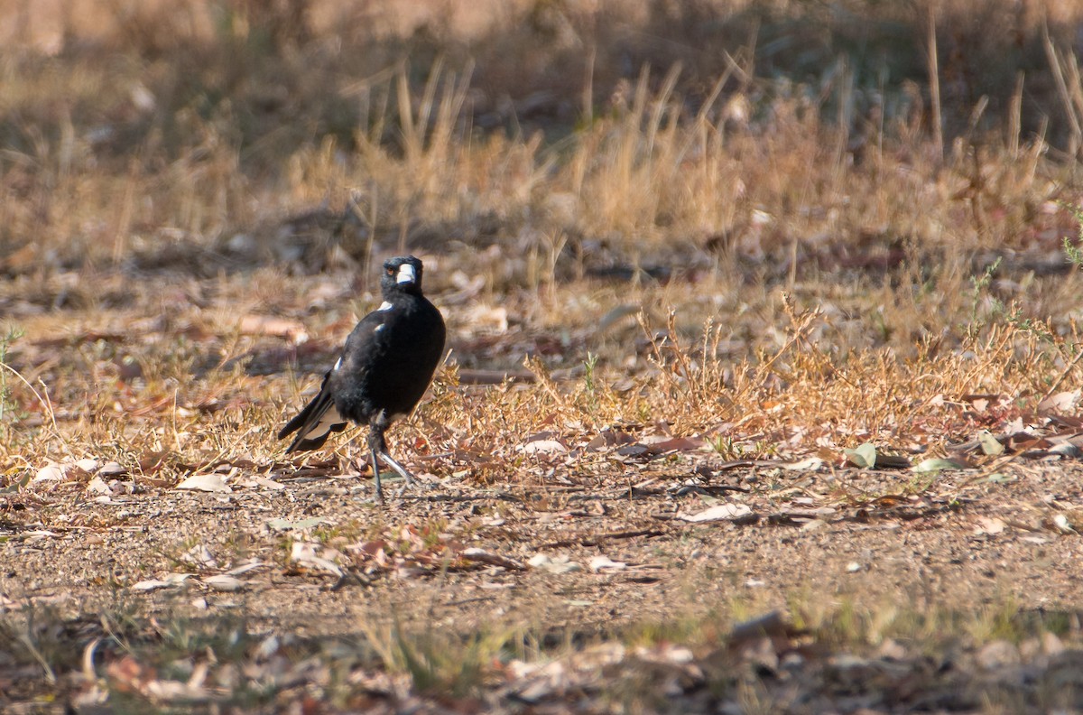 Australian Magpie (Black-backed) - ML143679001