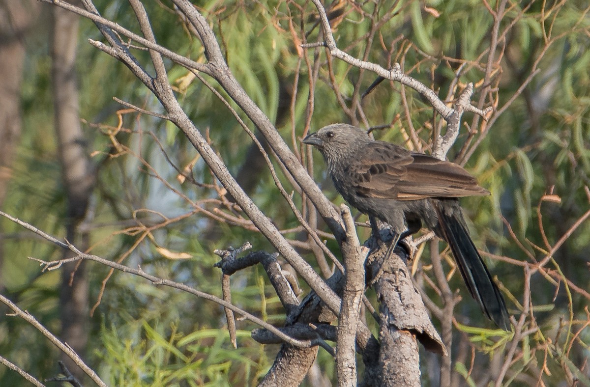 Apostlebird - Bill Bacon