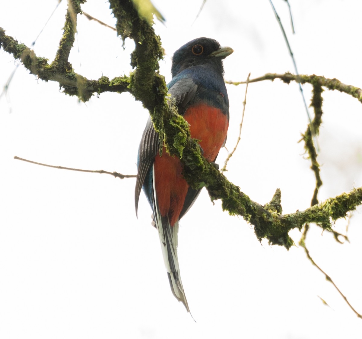 Surucuátrogon - ML143679311