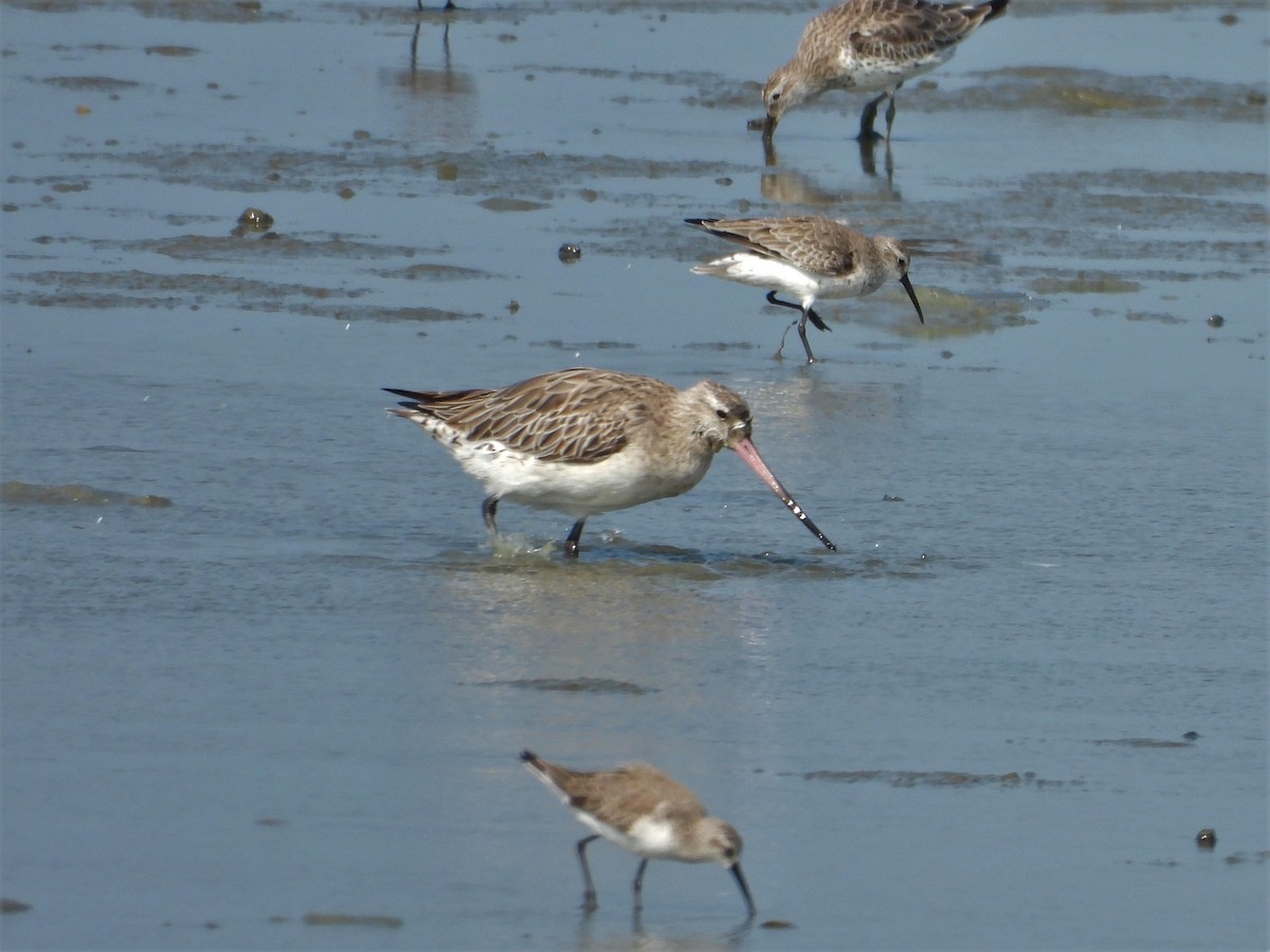 Bar-tailed Godwit - ML143680831