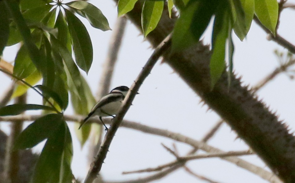 Senegal Batis - ML143682271