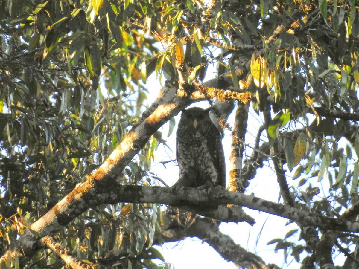 Spot-bellied Eagle-Owl - ML143682681