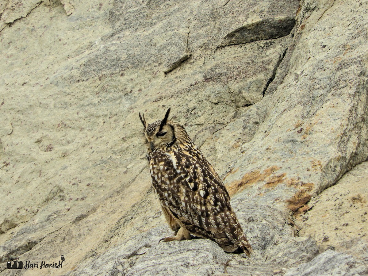 Rock Eagle-Owl - ML143683111