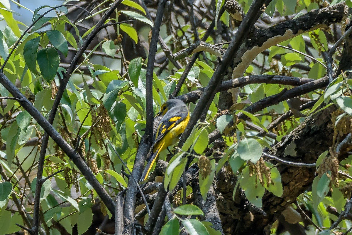 Minivet écarlate - ML143683481