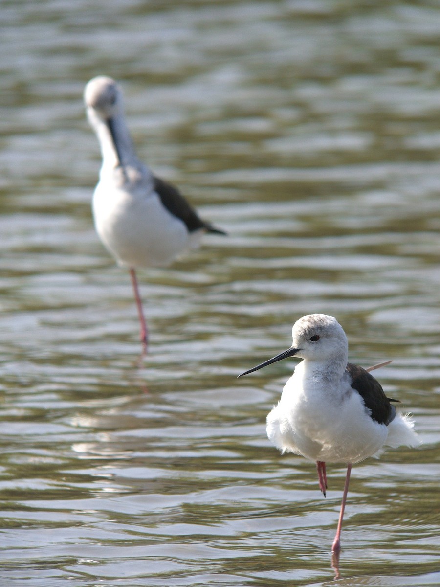 Black-winged Stilt - ML143683491