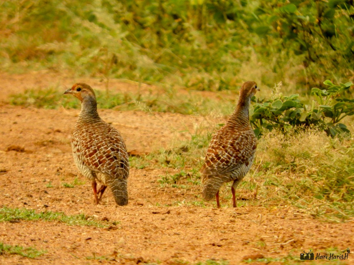 Gray Francolin - ML143683511