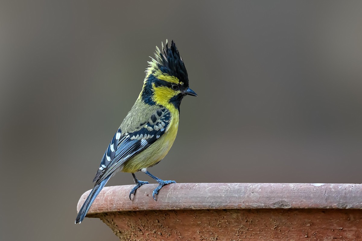 Himalayan Black-lored Tit - Nitin Chandra