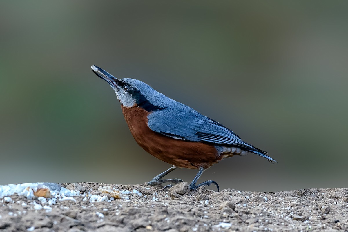 Chestnut-bellied Nuthatch - ML143684061