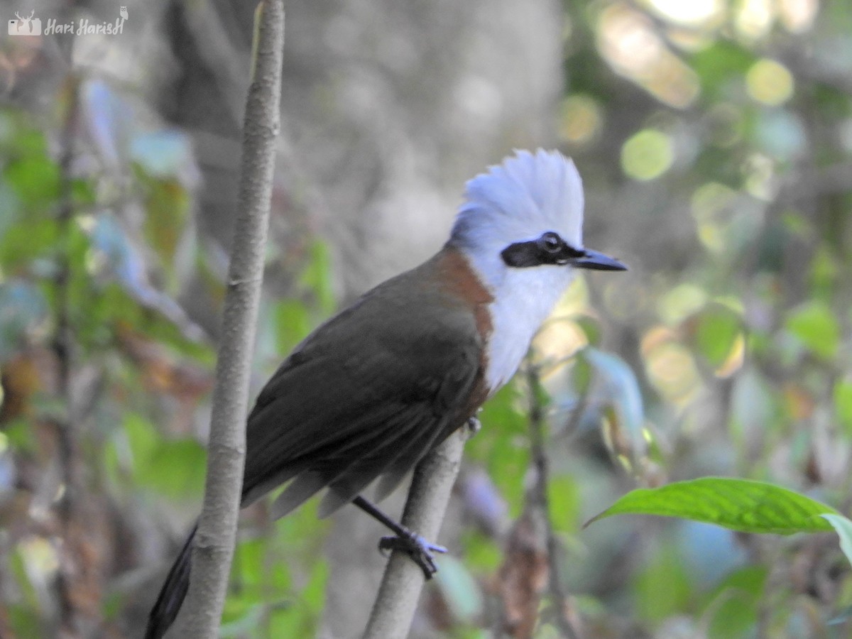 White-crested Laughingthrush - ML143684101