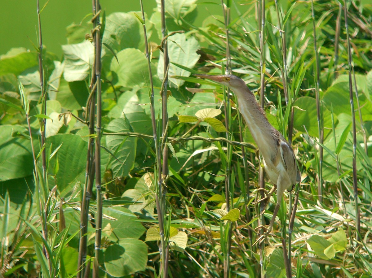 Yellow Bittern - ML143685341