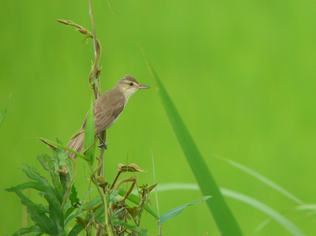 Oriental Reed Warbler - ML143685381