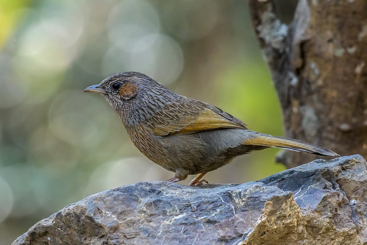 Streaked Laughingthrush - ML143685461