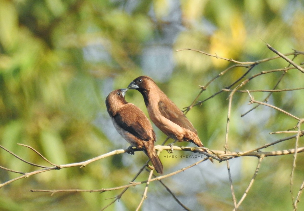 Black-throated Munia - ML143685841