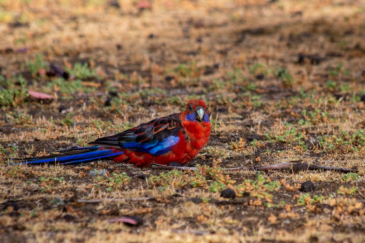 Crimson Rosella (Crimson) - André  Zambolli