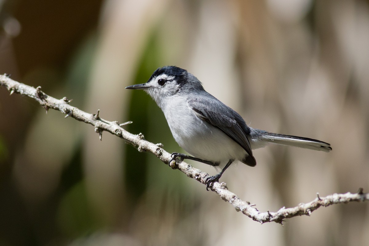 White-browed Gnatcatcher - ML143686581