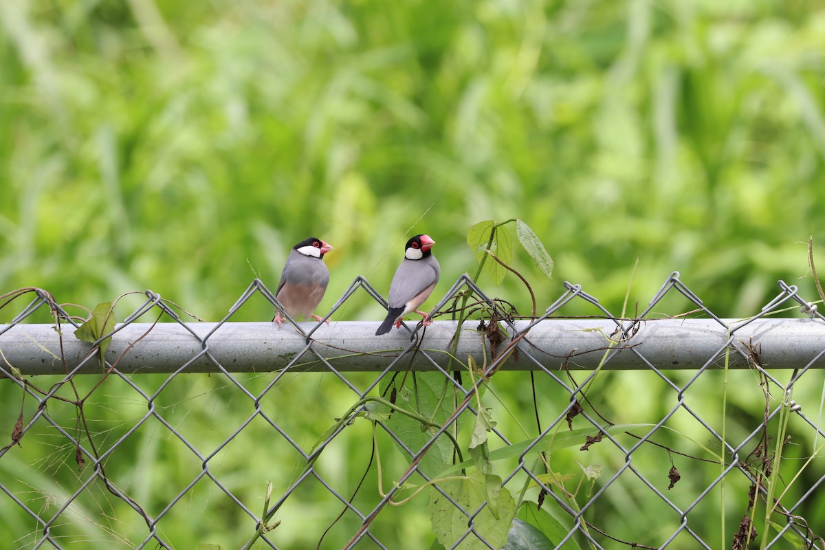 Java Sparrow - ML143686991