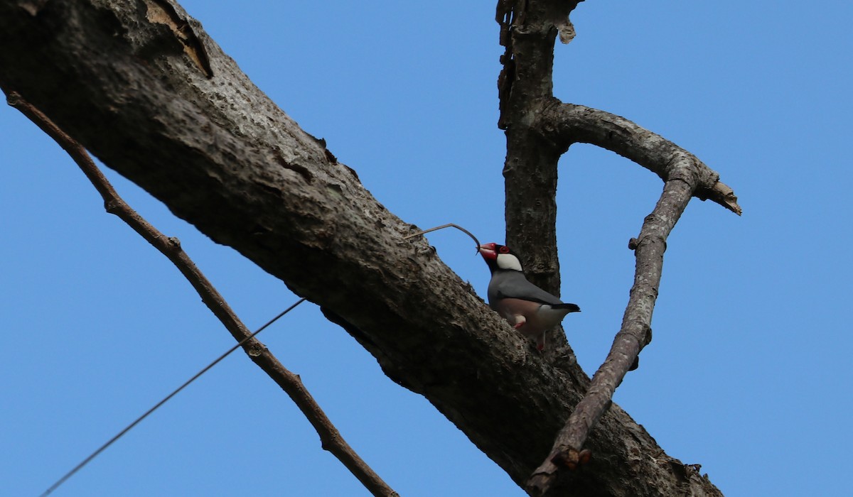 Java Sparrow - Amarilys Lebron