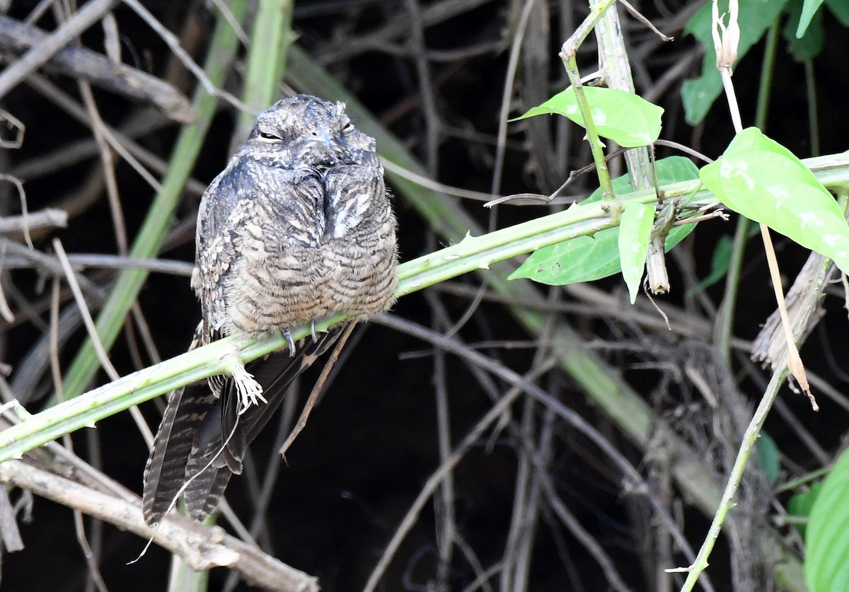 Ladder-tailed Nightjar - ML143687271