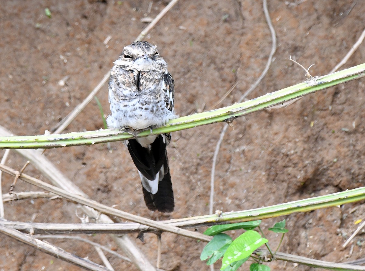 Ladder-tailed Nightjar - Charles Hundertmark