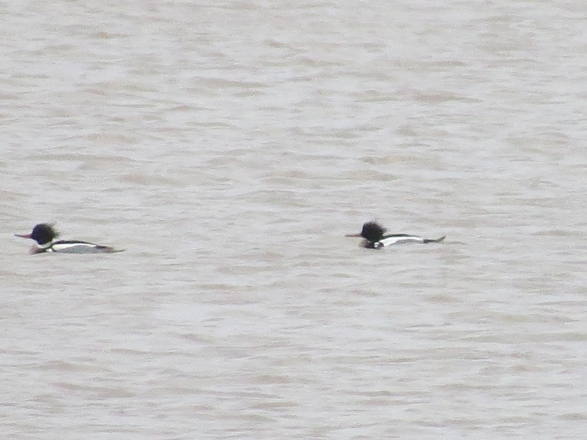 Red-breasted Merganser - ML143687481