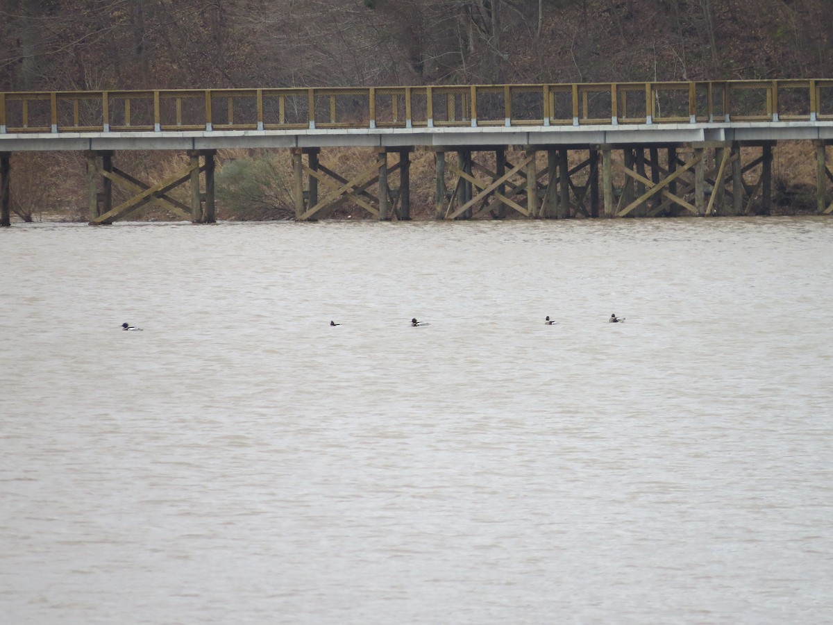 Red-breasted Merganser - ML143687491