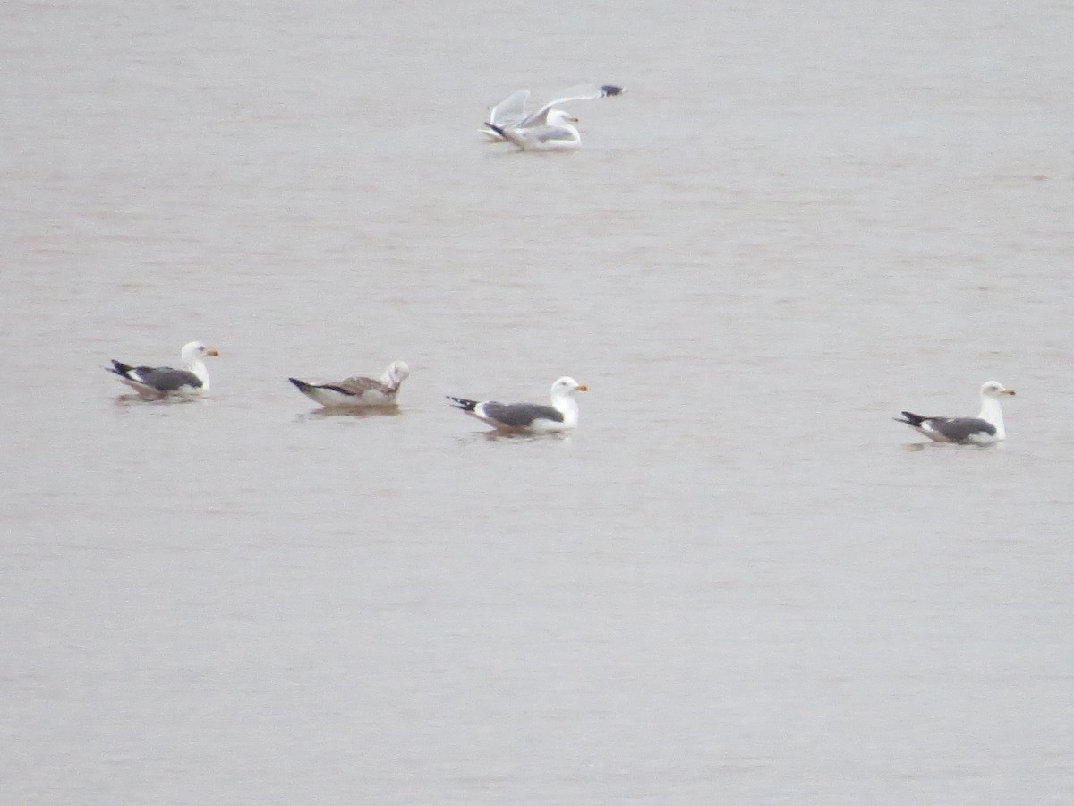 Lesser Black-backed Gull - ML143687581