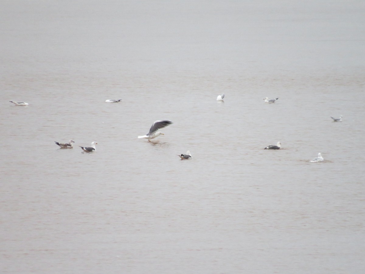 Lesser Black-backed Gull - ML143687591