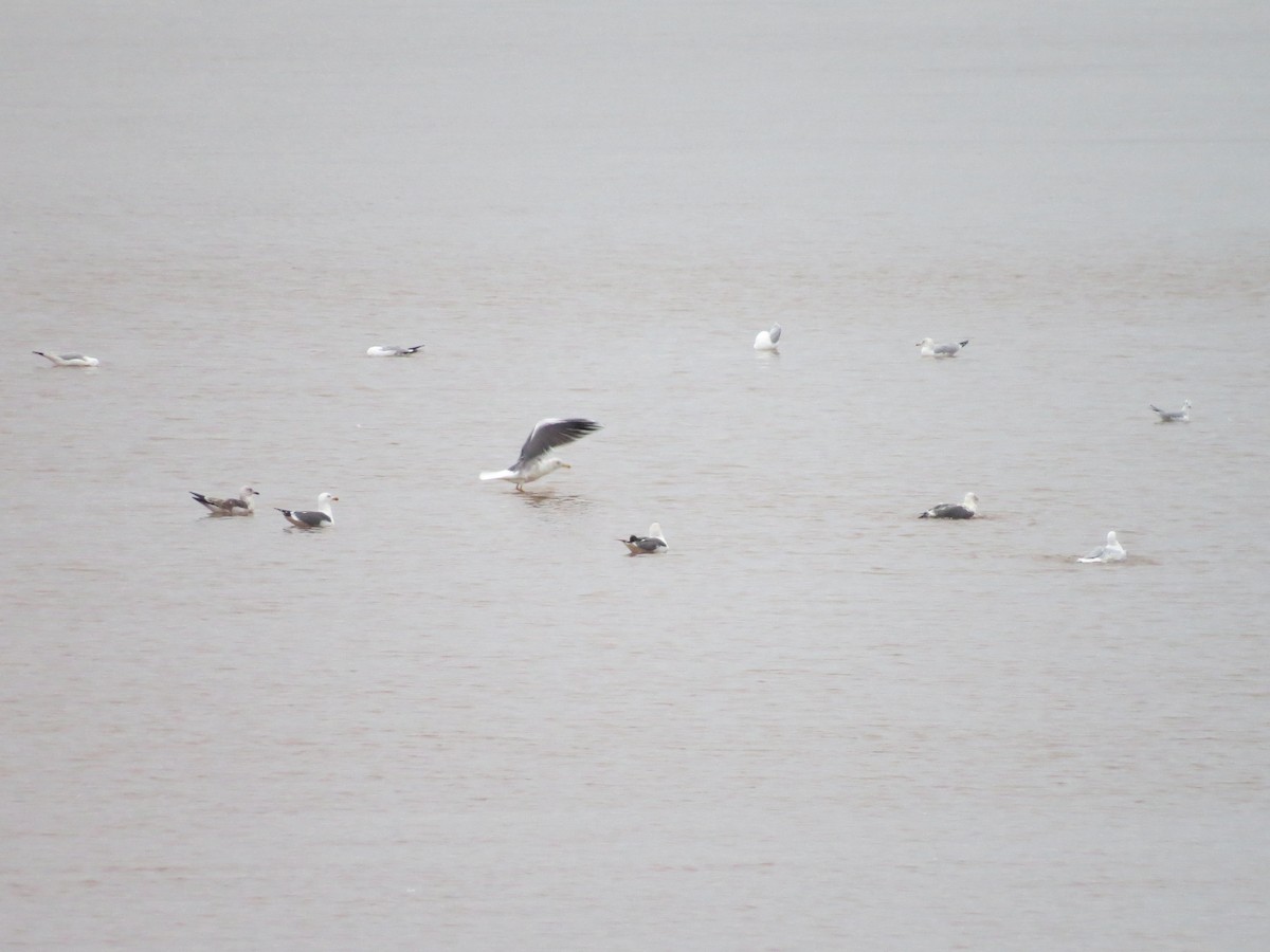 Lesser Black-backed Gull - ML143687591