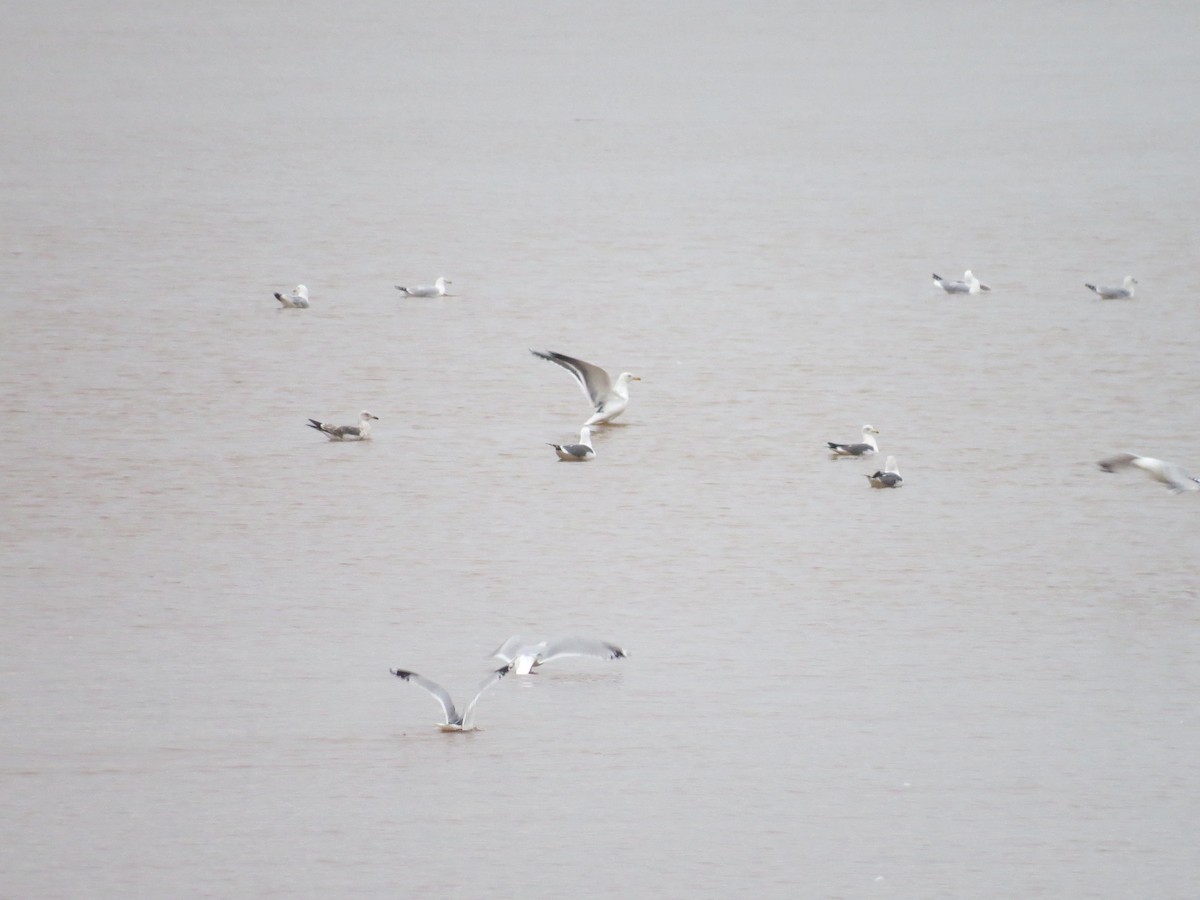 Gaviota Sombría - ML143687601