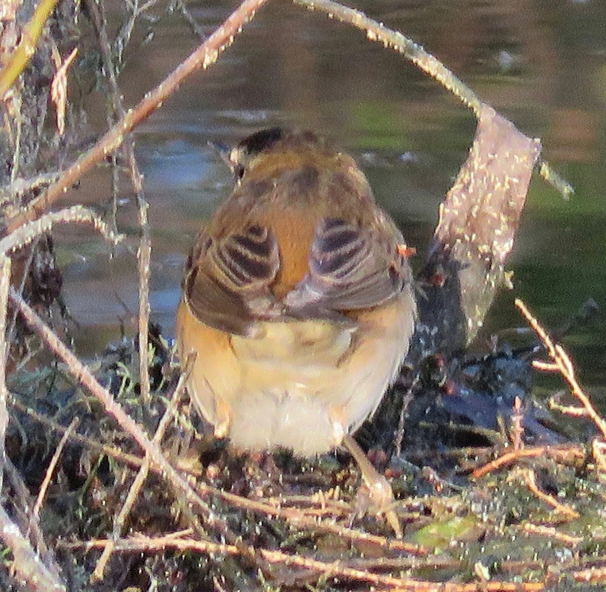 Sedge Warbler - ML143688471