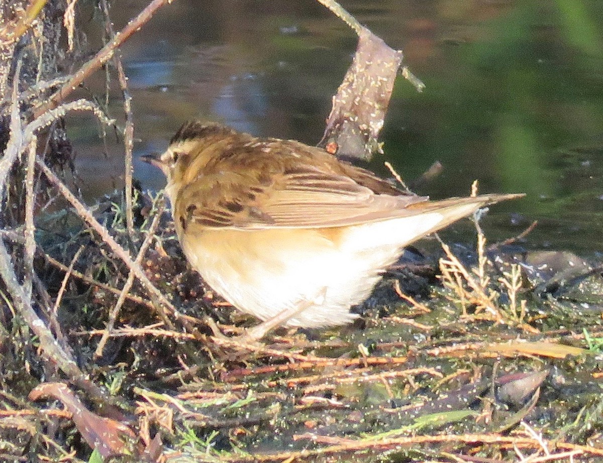 Sedge Warbler - Brian James