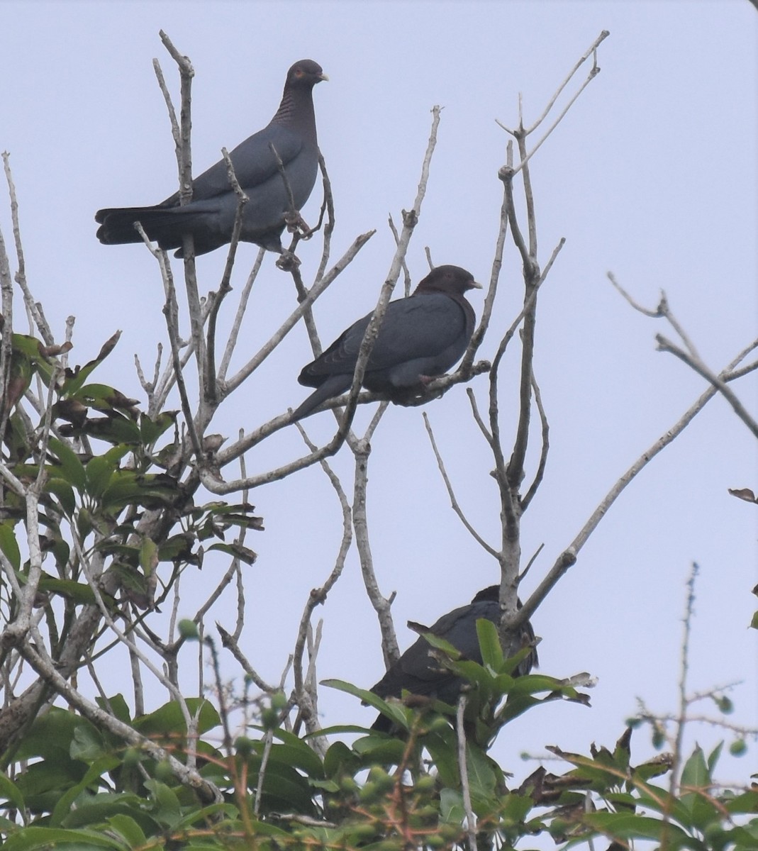 Pigeon à cou rouge - ML143691051