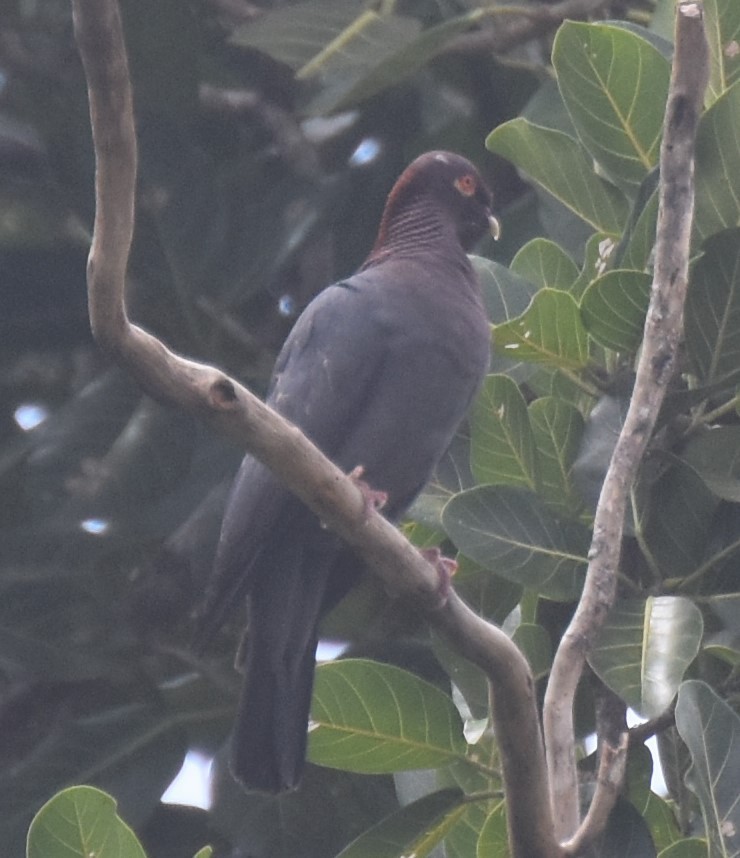 Pigeon à cou rouge - ML143691081